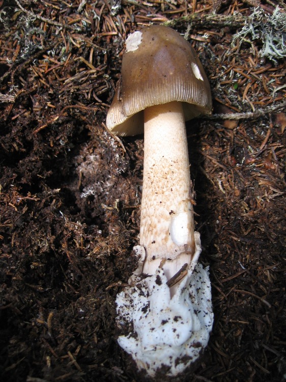 Bosco di abeti sulle Dolomiti, 1700 m